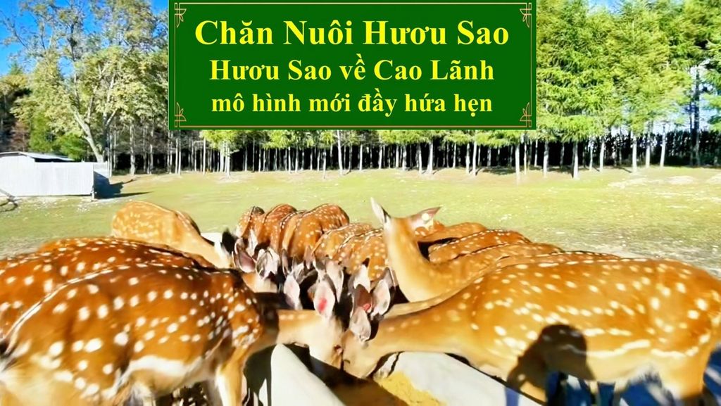 CHĂN NUÔI HƯƠU SAO - HƯƠU SAO VỀ CAO LÃNH MÔ HÌNH ĐẦY HỨA HẸN