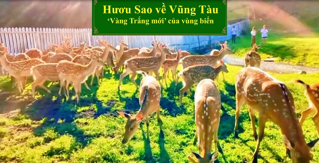 HƯƠU SAO VỀ VŨNG TÀU