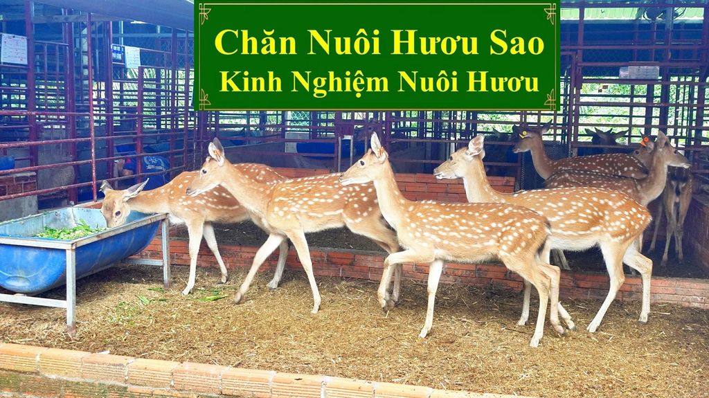 CHĂN NUÔI HƯƠU SAO - KINH NGHIỆM NUÔI HƯƠU