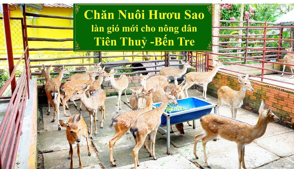 CHĂN NUÔI HƯƠU SAO - LÀN GIÓ MỚI CHO NÔNG DÂN TIÊN THUỶ - BẾN TRE