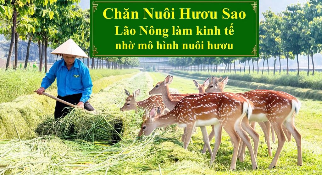 CHĂN NUÔI HƯƠU SAO - LÃO NÔNG LÀM KINH TẾ NHỜ MÔ HÌNH NUÔI HƯƠU