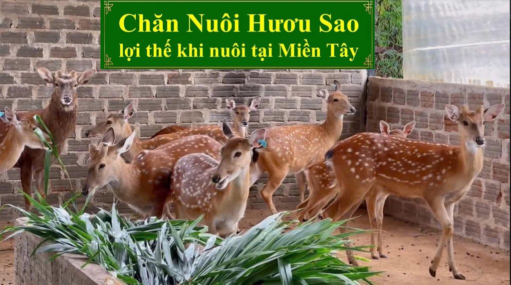 CHĂN NUÔI HƯƠU SAO - LỢI THẾ KHI NUÔI TẠI MIỀN TÂY