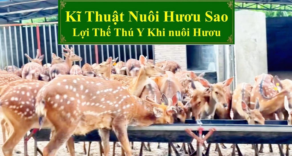 KĨ THUẬT NUÔI HƯƠU SAO - LỢI THẾ THÚ Y KHI NUÔI HƯƠU
