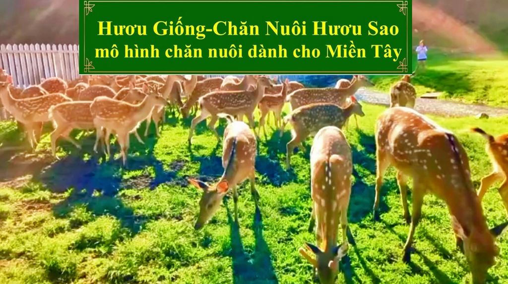 HƯƠU GIỐNG: CHĂN NUÔI HƯƠU SAO - MÔ HÌNH CHĂN NUÔI DÀNH CHO MIỀN TÂY