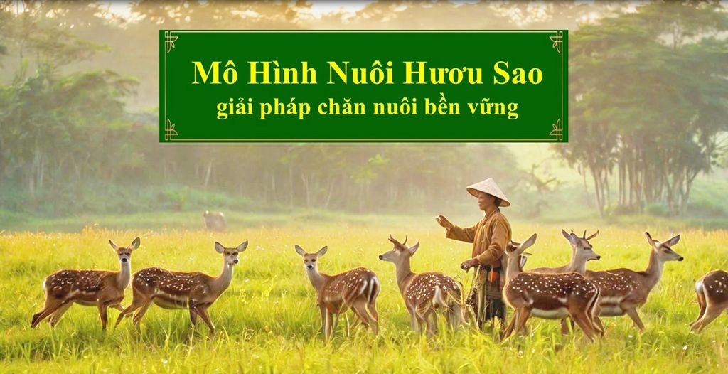 MÔ HÌNH CHĂN NUÔI HƯƠU SAO GIẢI PHÁP CHĂN NUÔI BỀN VỮNG