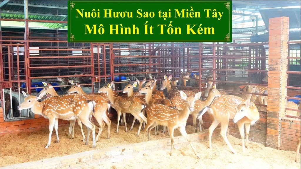 NUÔI HƯƠU SAO TẠI MIỀN TÂY - MÔ HÌNH ÍT TỐN KÉM