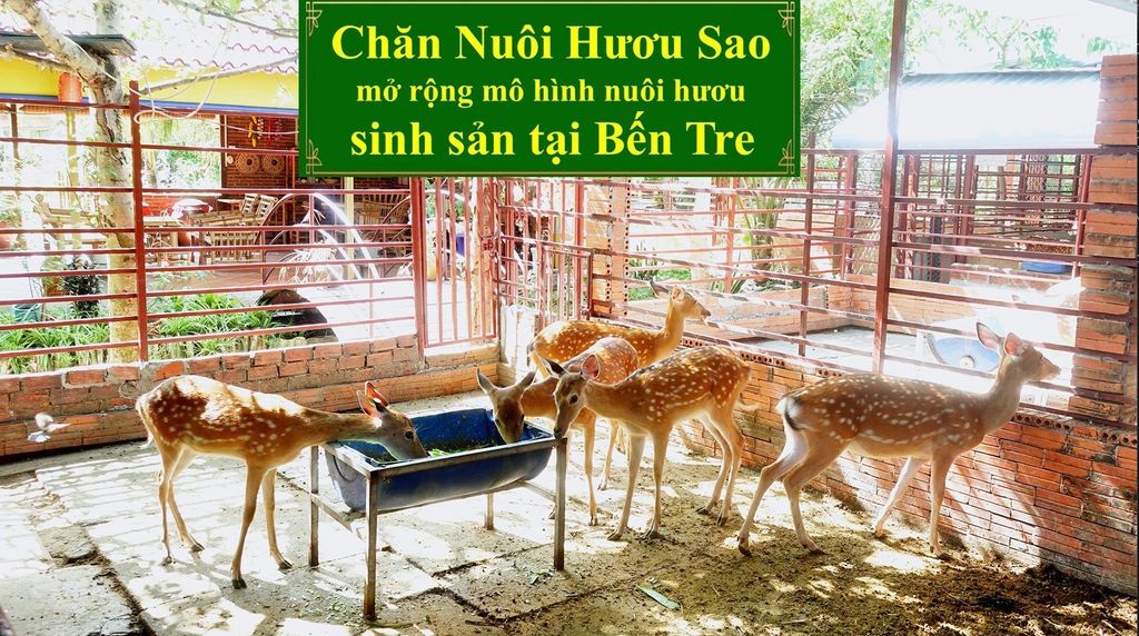 CHĂN NUÔI HƯƠU SAO - MỞ RỘNG MÔ HÌNH NUÔI HƯƠU SINH SẢN TẠI BẾN TRE