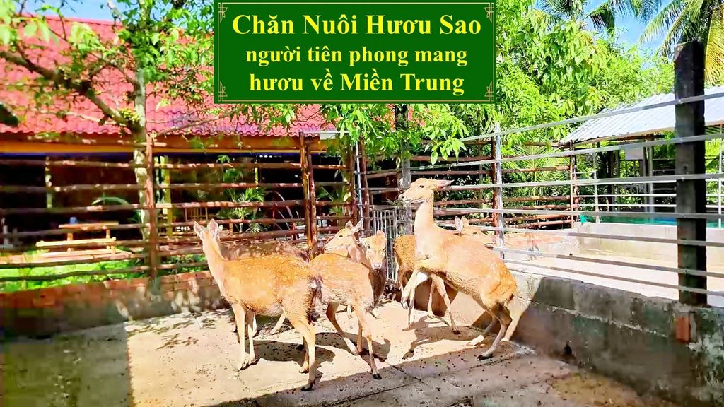 CHĂN NUÔI HƯƠU SAO - NGƯỜI TIÊN PHONG MANG HƯƠU VỀ MIỀN TRUNG