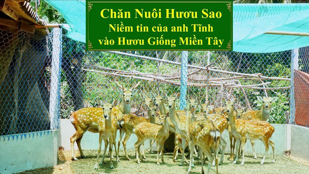 CHĂN NUÔI HƯƠU SAO - NIỀM TIN CỦA ANH TĨNH VÀO HƯƠU GIỐNG MIỀN TÂY