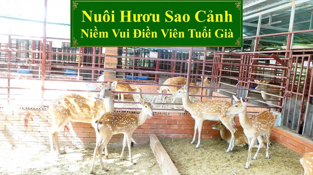 NUÔI HƯƠU SAO CẢNH - NIỀM VUI ĐIỀN VIÊN TUỔI GIÀ