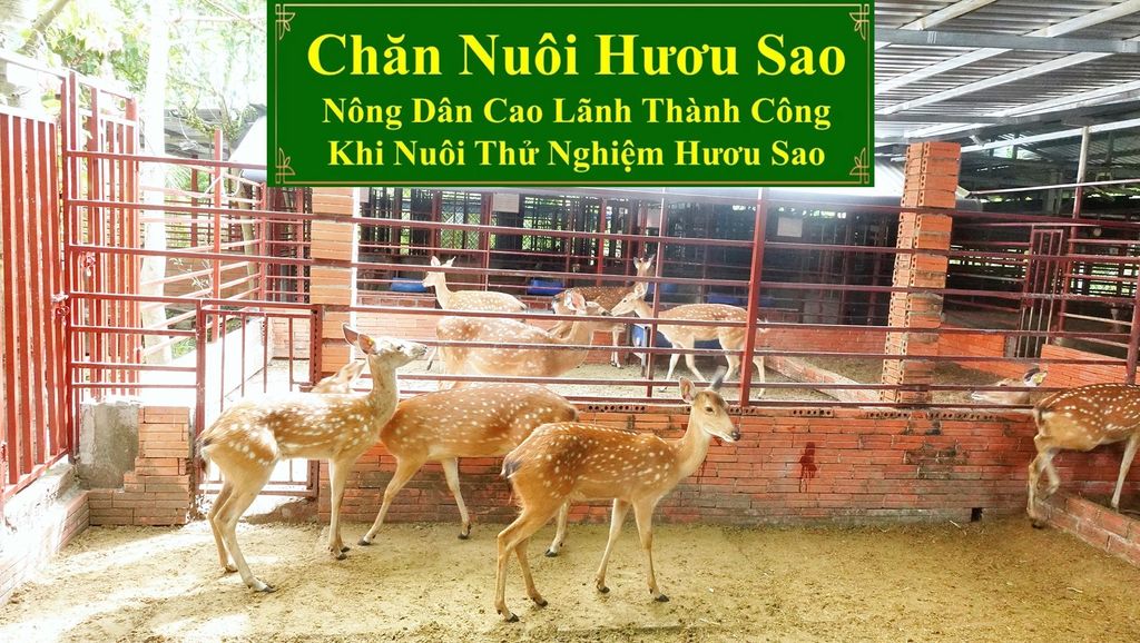 CHĂN NUÔI HƯƠU SAO - NÔNG DÂN CAO LÃNH THÀNH CÔNG KHI NUÔI THỬ NGHIỆM HƯƠU SAO