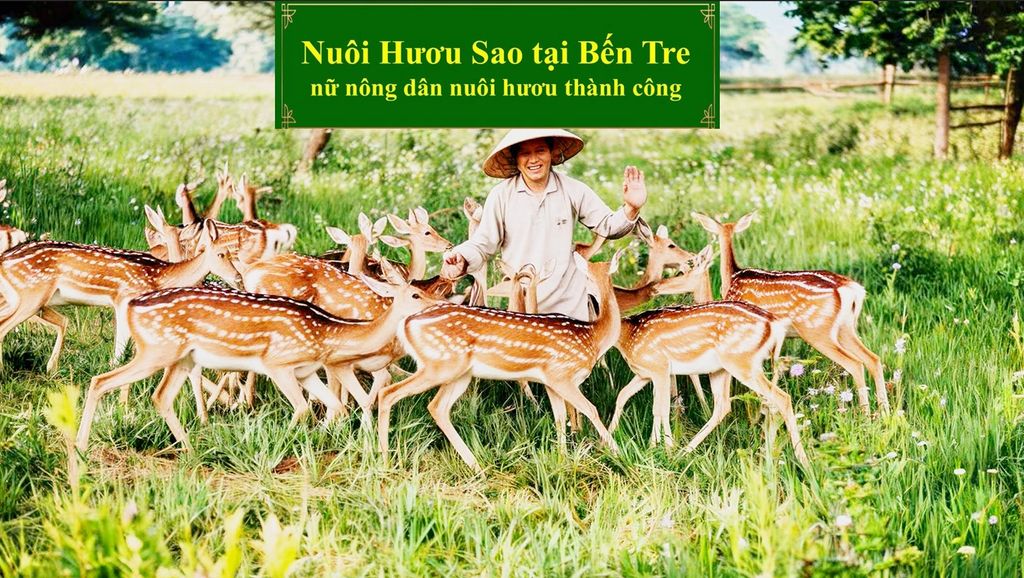 NUÔI HƯƠU SAO TẠI BẾN TRE - NỮ NÔNG DÂN NUÔI HƯƠU THÀNH CÔNG
