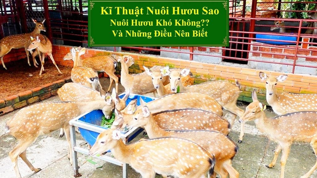 KĨ THUẬT NUÔI HƯƠU SAO - NUÔI HƯƠU KHÓ KHÔNG? VÀ NHỮNG ĐIỀU NÊN BIẾT