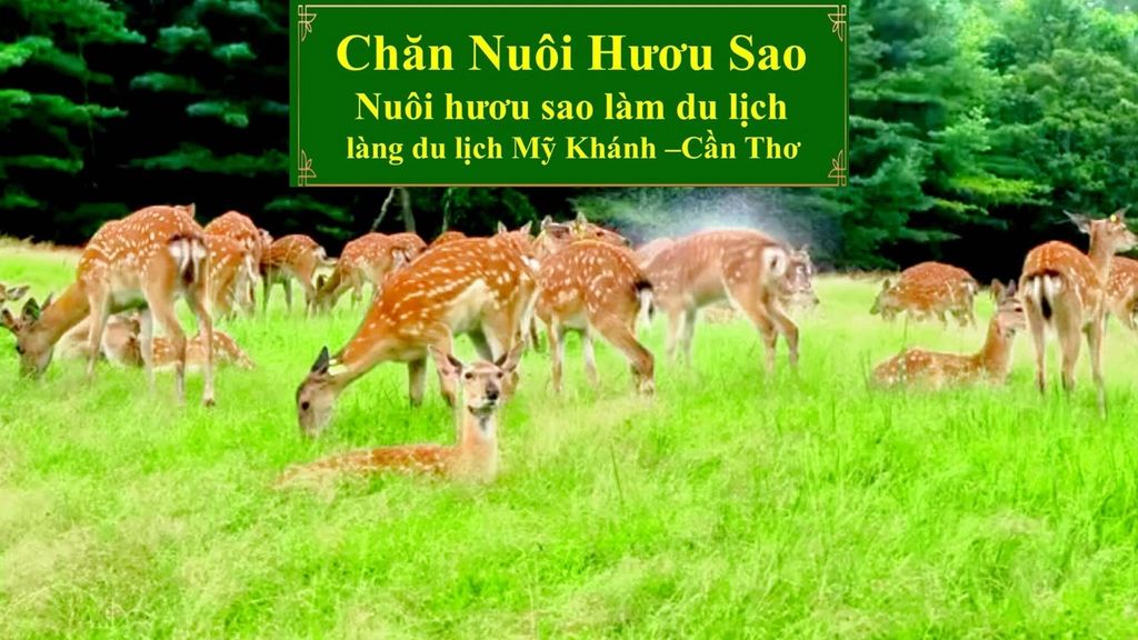 CHĂN NUÔI HƯƠU SAO - NUÔI HƯƠU SAO LÀM DU LỊCH LÀNG DU LỊCH MỸ KHÁNH CẦN THƠ