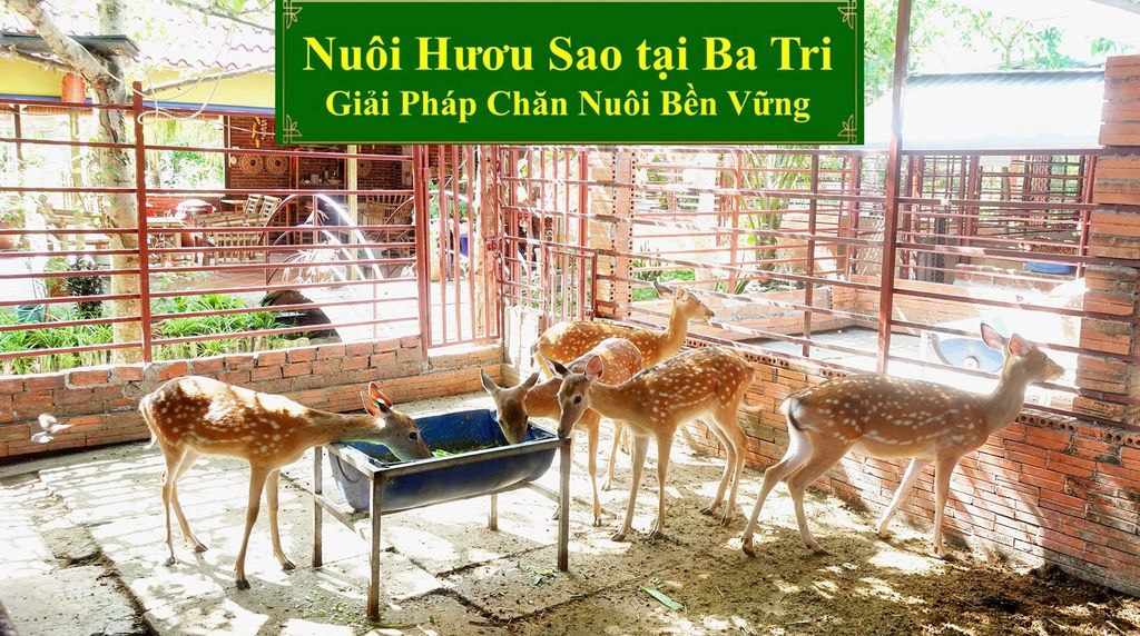 NUÔI HƯƠU SAO TẠI BA TRI GIẢI PHÁP CHĂN NUÔI BỀN VỮNG
