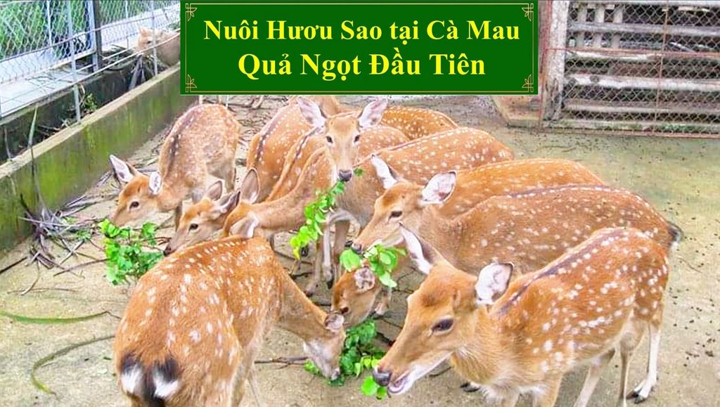 HỖ TRỢ BÀ CON: NUÔI HƯƠU SAO TẠI CÀ MAU QUẢ NGỌT ĐẦU TIÊN