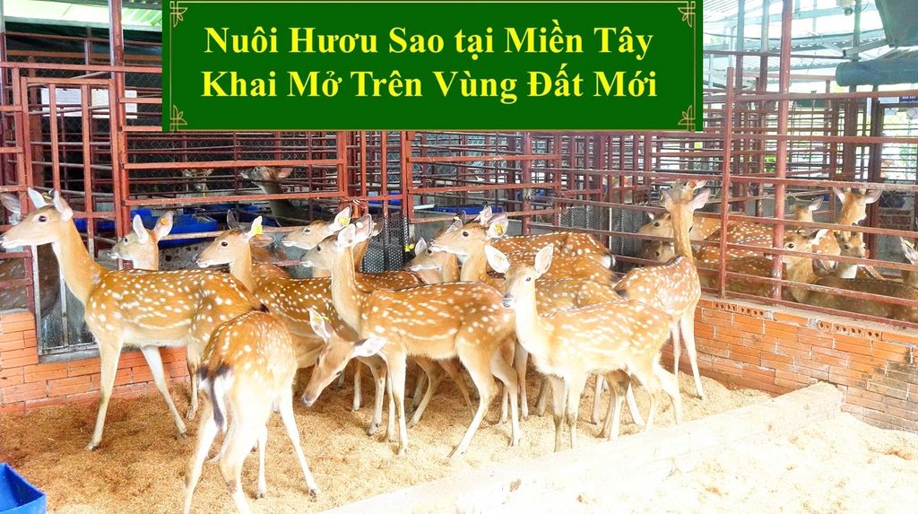 NUÔI HƯƠU SAO TẠI MIỀN TÂY KHAI MỞ TRÊN VÙNG ĐẤT MỚI