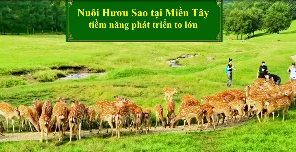 NUÔI HƯƠU SAO TẠI MIỀN TÂY TIỀM NĂNG PHÁT TRIỂN TO LỚN