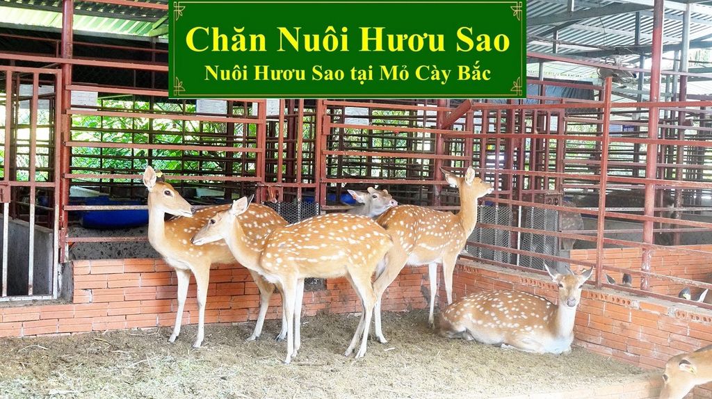 CHĂN NUÔI HƯƠU SAO - NUÔI HƯƠU SAO TẠI MỎ CÀY BẮC