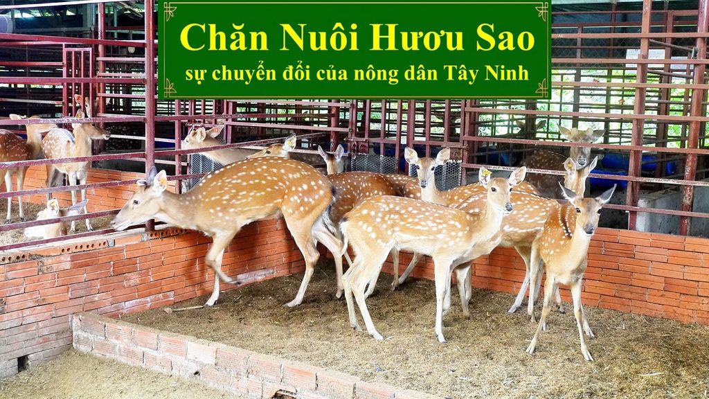 CHĂN NUÔI HƯƠU SAO - SỰ CHUYỂN ĐỔI CỦA NÔNG DÂN TÂY NINH