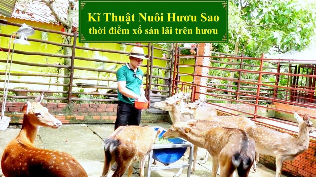 KĨ THUẬT NUÔI HƯƠU SAO - THỜI ĐIỂM XỔ SÁN LÃI TRÊN HƯƠU