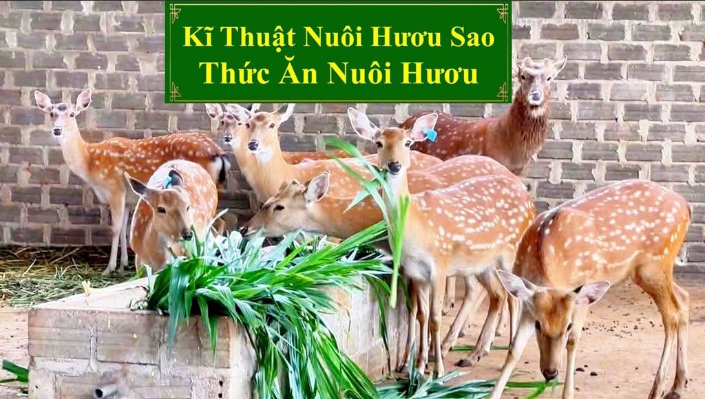 KĨ THUẬT NUÔI HƯƠU SAO - THỨC ĂN NUÔI HƯƠU