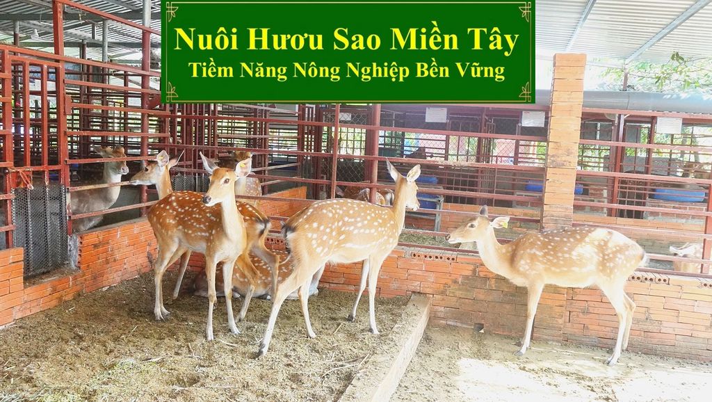 NUÔI HƯƠU SAO MIỀN TÂY - TIỀM NĂNG NÔNG NGHIỆP BỀN VỮNG
