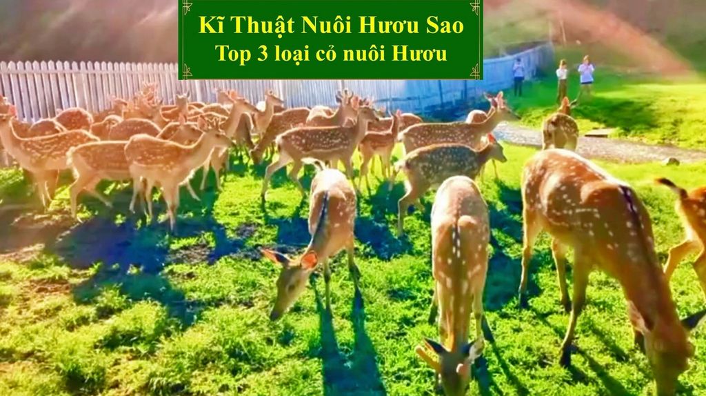 KĨ THUẬT NUÔI HƯƠU SAO - TOP 3 LOẠI CỎ NUÔI HƯƠU