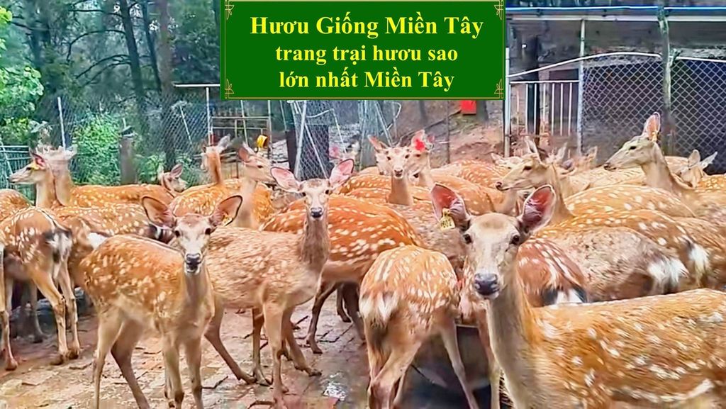 HƯƠU GIỐNG - TRANG TRẠI HƯƠU SAO LỚN NHẤT MIỀN TÂY