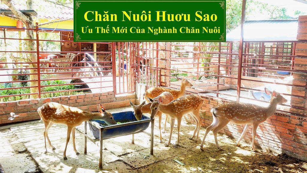 CHĂN NUÔI HƯƠU SAO - ƯU THẾ MỚI CỦA NGÀNH CHĂN NUÔI