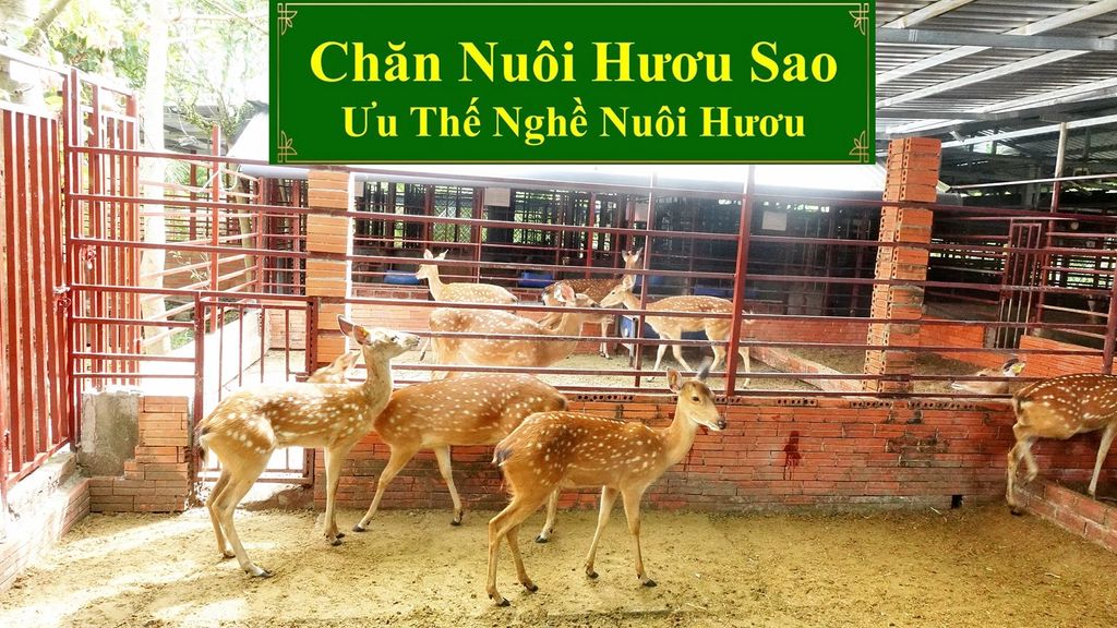 CHĂN NUÔI HƯƠU SAO - ƯU THẾ NGHỀ NUÔI HƯƠU