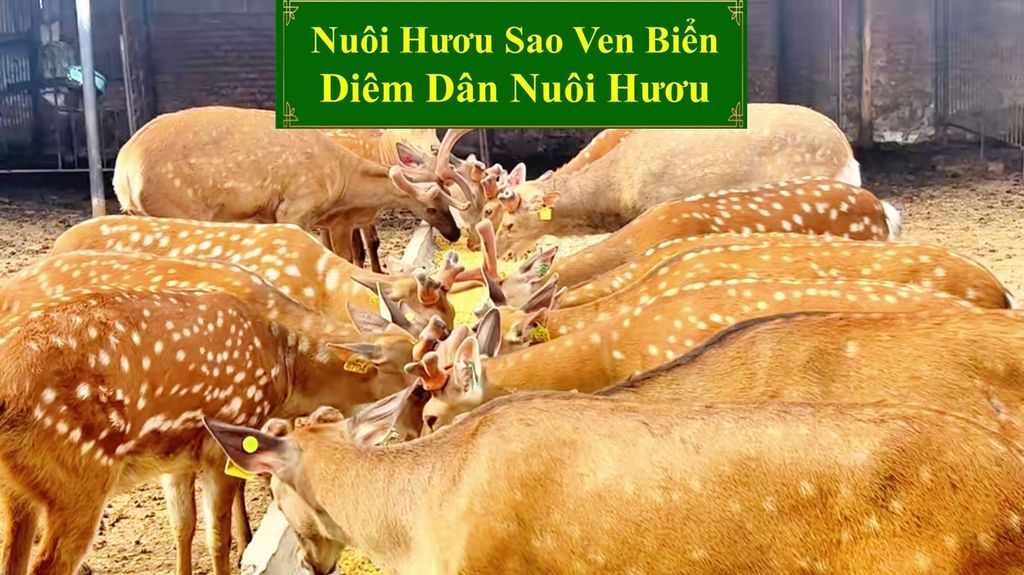NUÔI HƯƠU SAO - VEN BIỂN DIÊM DÂN NUÔI HƯƠU