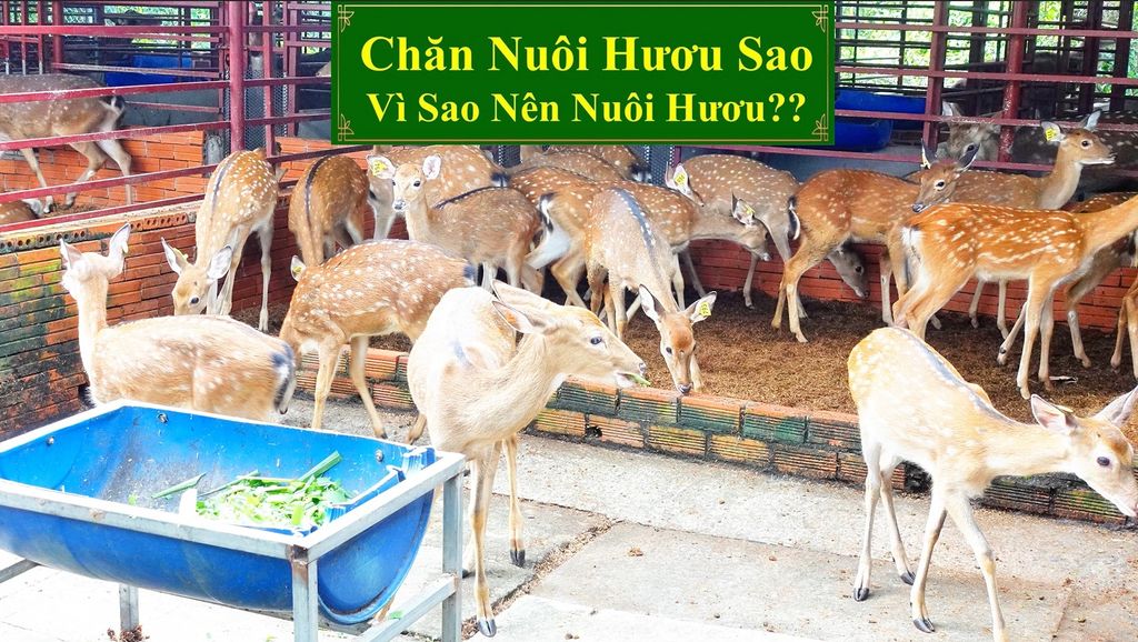 CHĂN NUÔI HƯƠU SAO - VÌ SAO NÊN NUÔI HƯƠU??