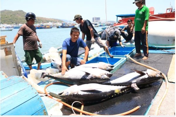 KHANH HOA APPLIED NEW TECHNOLOGY IN TUNA PRESERVATION