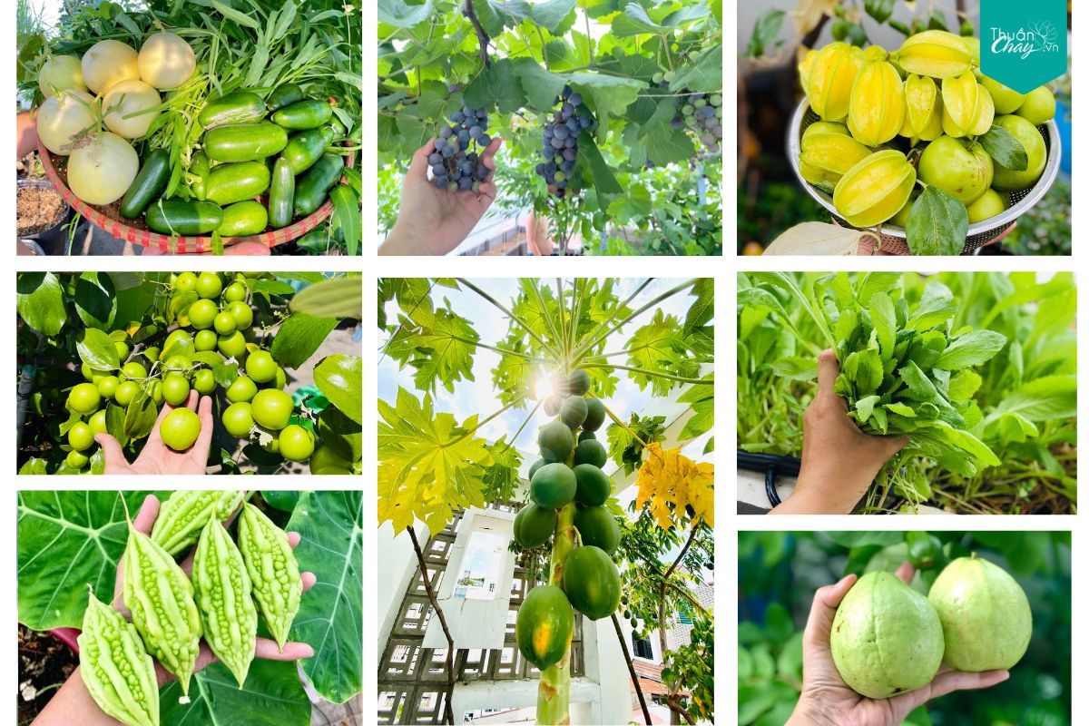 Những bạn rau xanh vườn nhà