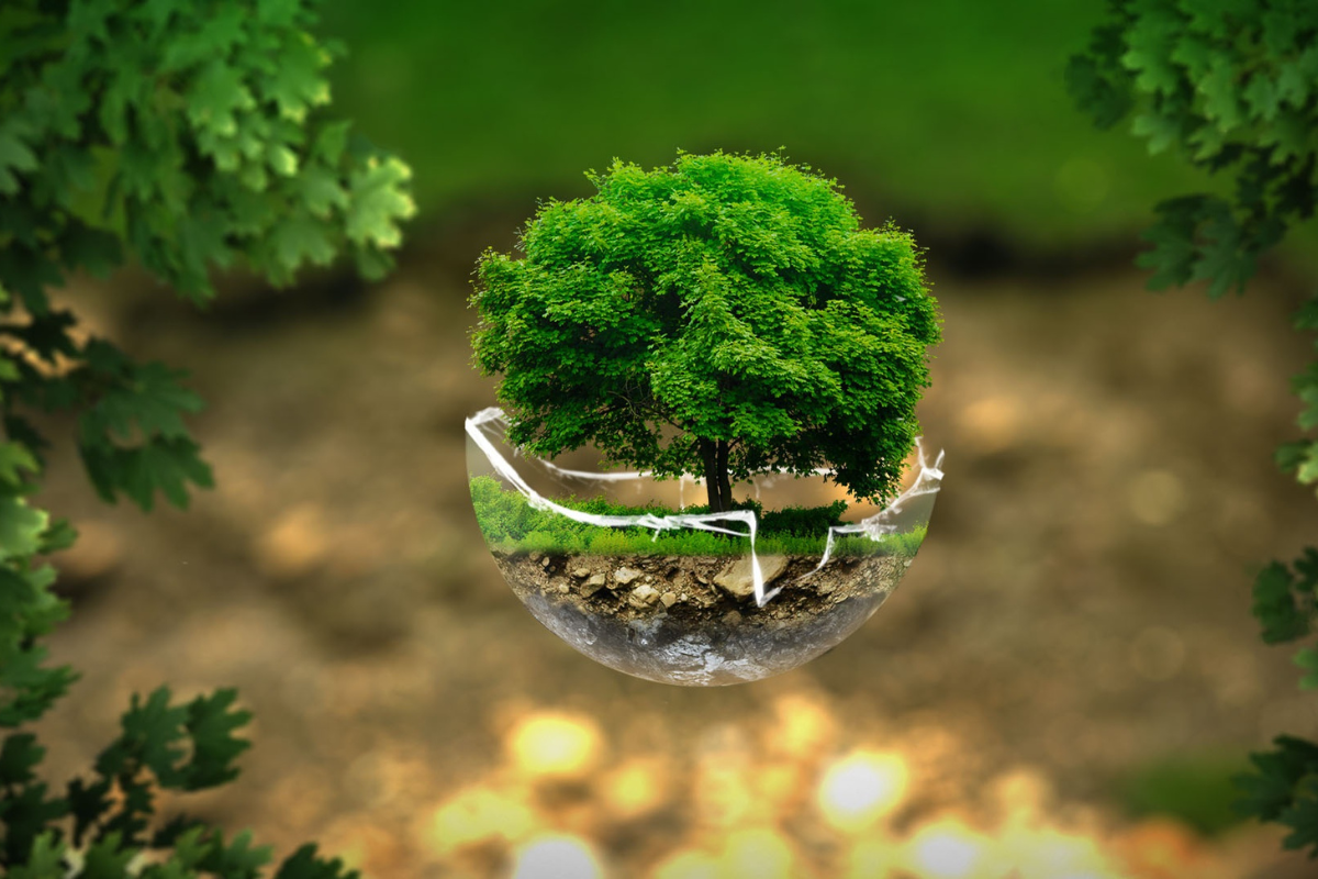 mật táo đỏ tâm an