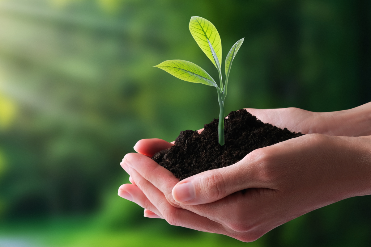 mật táo đỏ tâm an