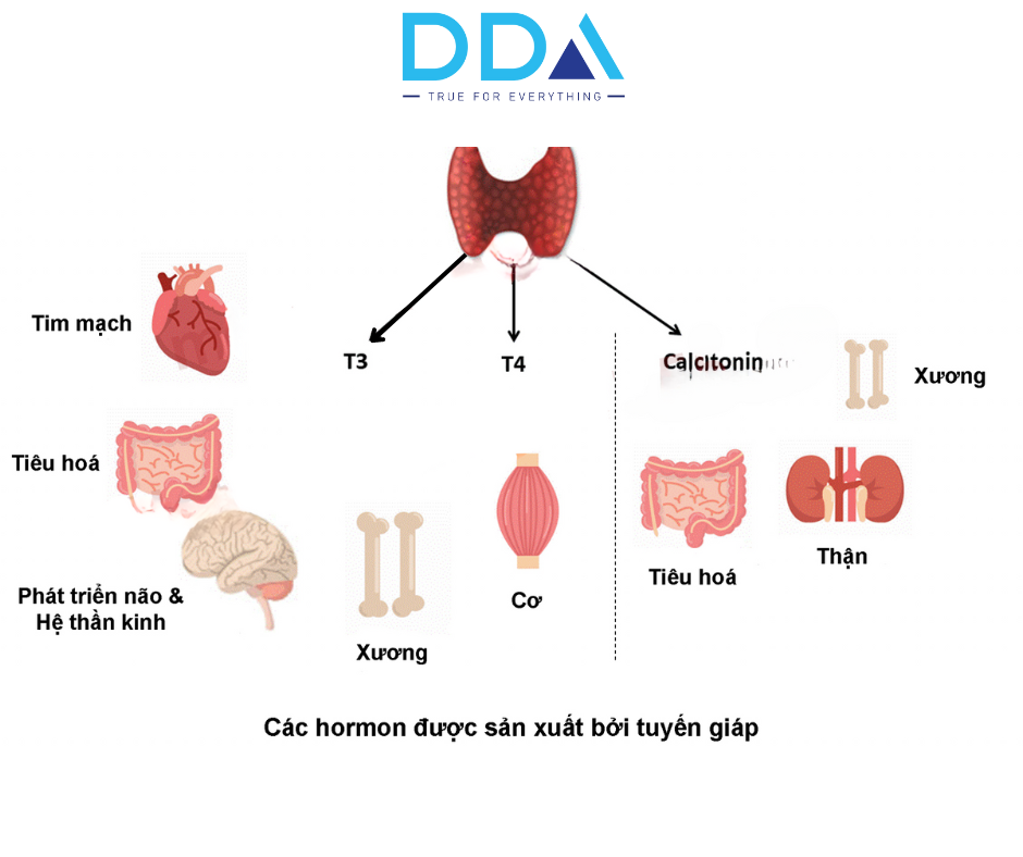 Tầm Quan Trọng Của Canxi Trong Việc Điều Trị Các Bệnh Lý Tuyến Giáp