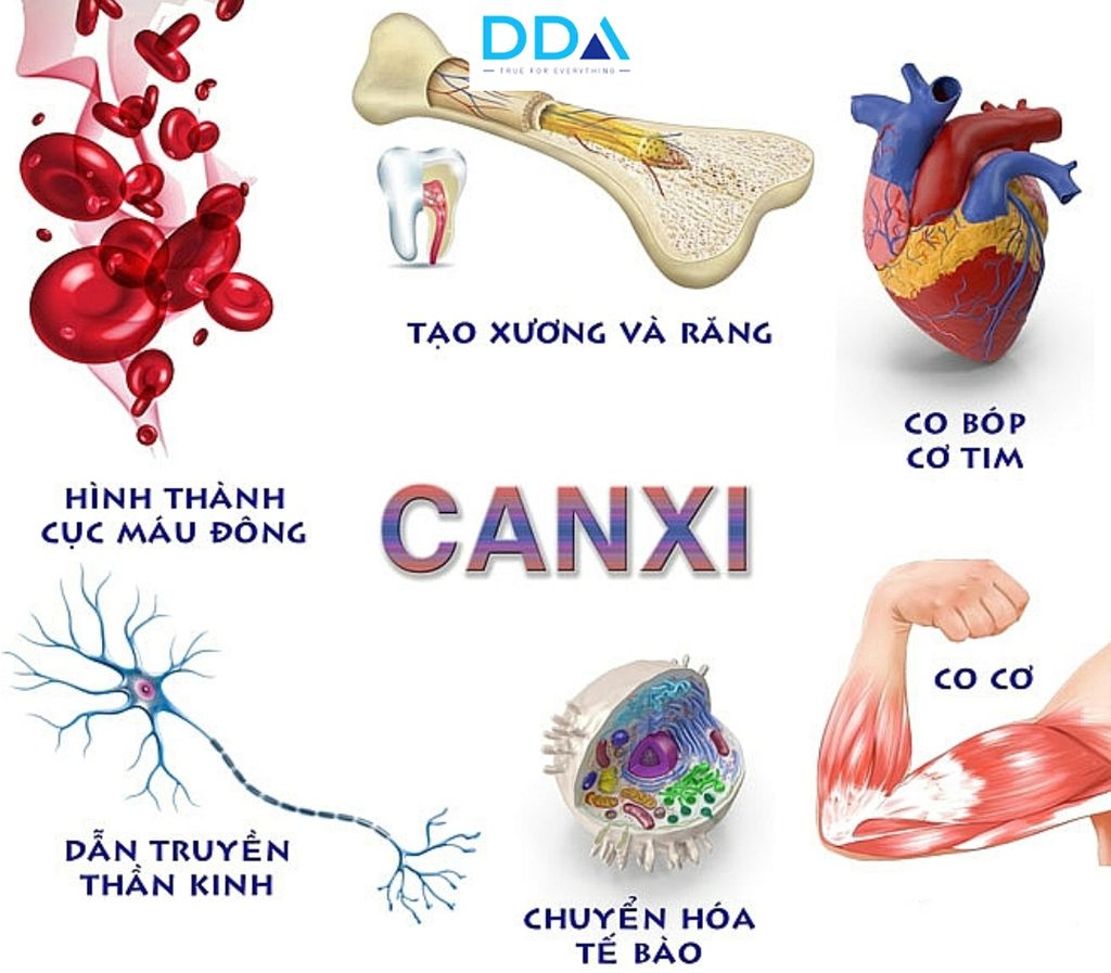 Vai trò của canxi với sự phát triển của cơ thể