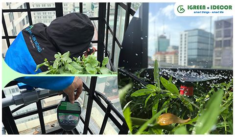 Tưới phun xòe tự động cho cảnh quan sân thượng ở Quận 1