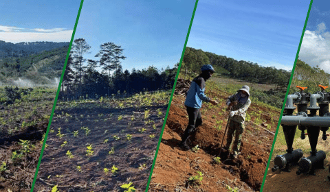 TƯỚI PHUN MƯA 6,7HA DÂU TẰM TẠI DI LINH – LÂM ĐỒNG