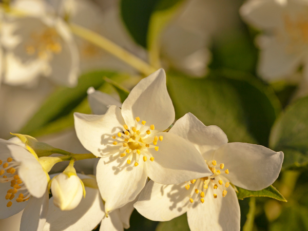 Hoa nhài sở hữu nhiều ý nghĩa phong thủy sâu sắc và rất phổ biến trong đời sống hằng ngày