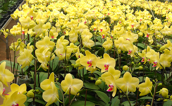 Lan hồ điệp vàng thích hợp để gửi tặng đối tác hay đồng nghiệp