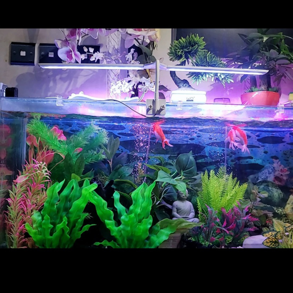 đèn led kẹp đôi đỏ trắng cho bể cá thủy sinh