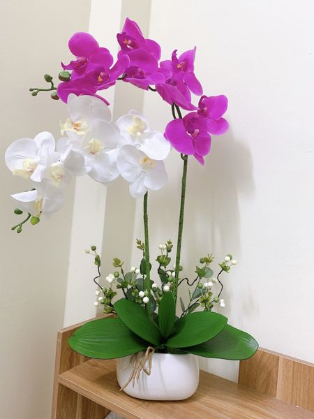 Hoa lan hồ điệp quý phái, thịnh vượng làm quà sinh nhật cho sếp nam