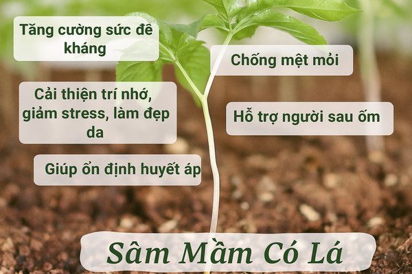 Hình ảnh bài viết