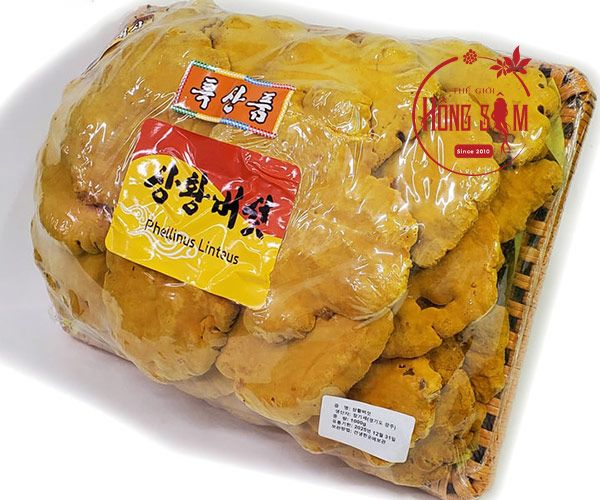 Hình ảnh nấm thượng hoàng vàng Hàn Quốc chuẩn chất lượng tại Shop