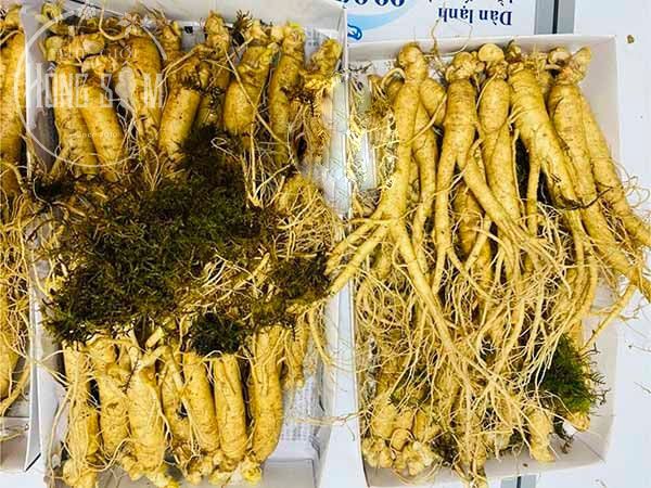 Sâm tươi Hàn Quốc hầm gà loại 20 củ/kg
