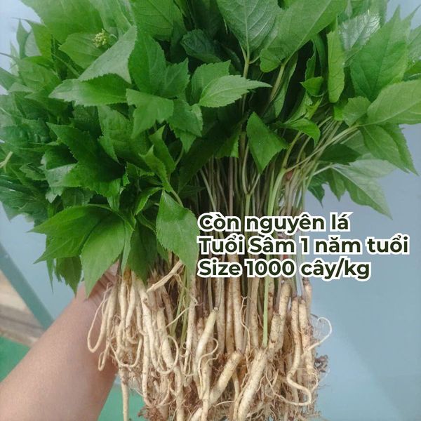 Hình ảnh bài viết