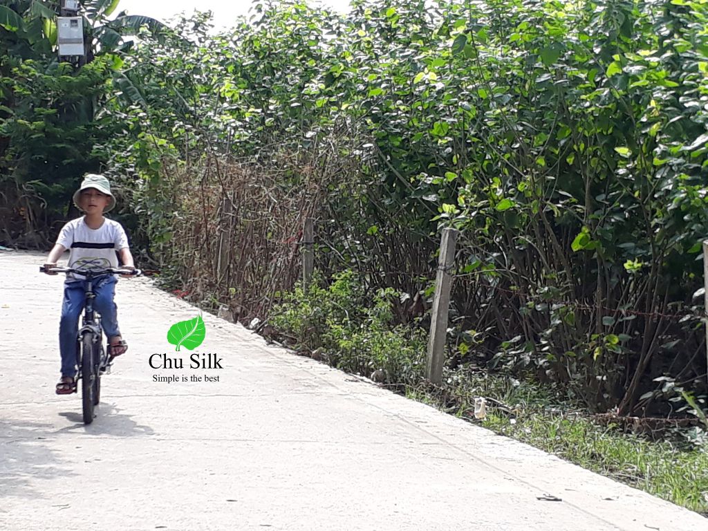 TRẢI NGHIỆM VĂN HÓA LÀNG NGHỀ DÂU TẰM TƠ LỤA KINH BẮC (COMING SOON)